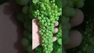Miniature : le pied de vignes