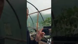 Miniature : C'EST PÂTI POUR les tomates