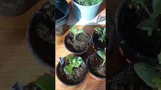 Miniature : JE TESTE LA pastèque 🍉 cette année