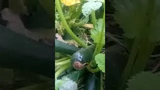 Miniature : dis papa ,comment on fait des graines de courgettes.