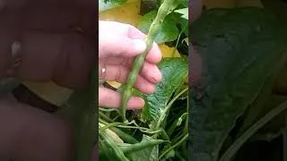 Miniature : dis papa,comment récupérer des graines de haricots .
