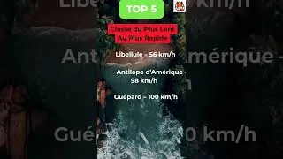 Miniature : Classe ces 5 animaux du plus rapide au plus lent… tu vas être surpris ! #shorts