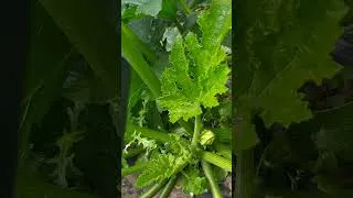Miniature : Évolution de mon mini potager, un mois après