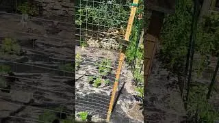 Miniature : mon mini jardin