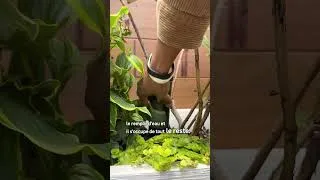 Miniature : L'OYA, le secret pour des plantes qui restent hydratées  pendant les vacances 🪴💧  | Leroy Merlin