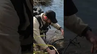 Miniature : Je pêche une truite géante ! Elle est énorme. #truite #pêche #trout #troutfishing #truitefario