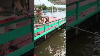 Miniature : Ce poisson préhistorique est le plus puissant au monde ! #fishing #pêche #danger #amazonie #monstre￼
