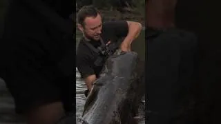 Miniature : Silure record de France 🏆 #fishing #silure #recordsilure #catfish #fish