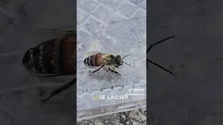 Miniature : Un humain sympa qui se soucie des tout petits êtres en détresse surtout aux abeilles