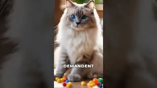 Miniature : Les Ragdolls: Les Compagnons Parfaits pour la Vie d'Appartement