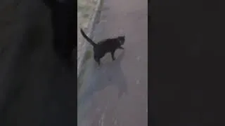 Miniature : Charlie l'extraterrestre veut être filmé pendant sa promenade ! 👽