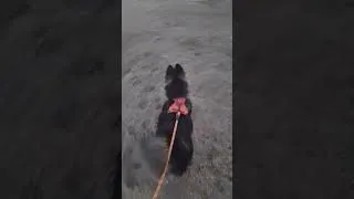 Miniature : Max se promène ce soir avec Charlie 😹🐶 il va très bien !