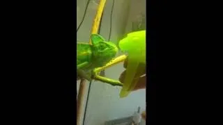 Miniature : Mon CAMELEON qui boit a la main MIGNON RARE AMAZING FUNNY