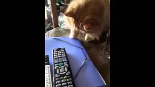 Miniature : Jeu simple et pas cher pour chat
