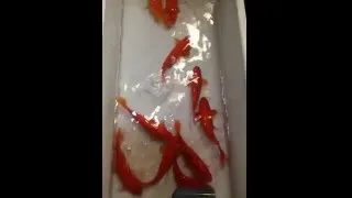Miniature : STOP AU MASSACRE !! Poisson rouge taille adulte arrêtez le massacre dans les boules !