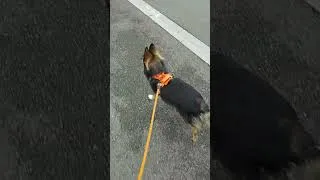 Miniature : Max Le Dictateur ⚔️ reste sur ses gardes pendant sa promenade 🐶😅