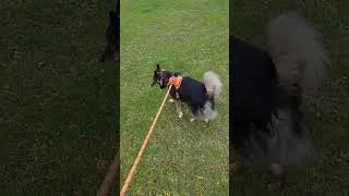 Miniature : Max ❤️ peut se promener tranquillement après la grosse tempête 🥶🌬️