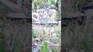 Miniature : Elle boit la tasse dans l'herbe 🍵🐦💚Mésange oiseau