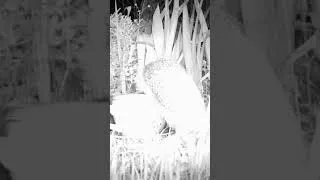 Miniature : Hérisson boit une tasse d'eau dans le jardin 🦔🌃