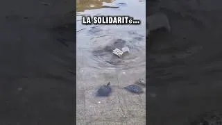 Miniature : 2 Phrases qui Changent ta Vision de la Solidarité POUR TOUJOURS 😲
