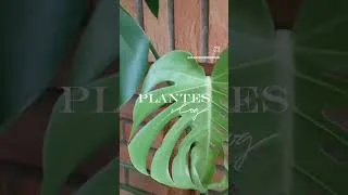 Miniature : Souvenir d'un mini vlog plantes 🌿 #plantesaddict #plantesinterieur #plantesvertes #planteveryday