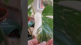 Miniature : Plant Mood 🪴            #jardinage #plantesaddict   #plantvlog #bonheursimple