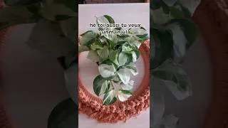 Miniature : Pothos Manjula entretien 🪴 #manjulapothos #pothosplant #epipremnummanjula #entretienplantes