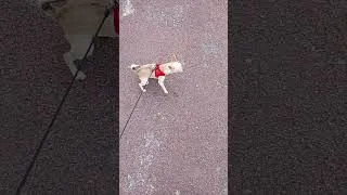 Miniature : Athena se promène tranquillement elle est très heureuse 😊