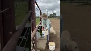 Miniature : Une journée dans une ferme de chevaux en Australie ! 🇦🇺😍
