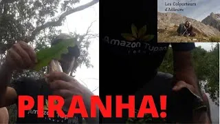 Miniature : PIRANHA Amazonie, Brésil, Tupana.