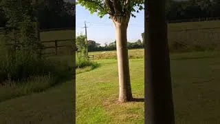 Miniature : petite marche matinale avant les grosses chaleurs 🌞🥰