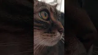 Miniature : Connaissez vous les Ronrondes ? Ce sont les Rondes avec Léo notre chat lol Soyez bénis