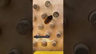 Miniature : Abeille maçonne dans le Dorlotoir 🐝