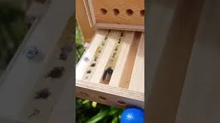 Miniature : Petite osmie cornue en plein travail de nidification dans son Dorlotoir.