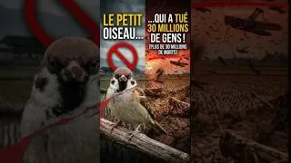 Miniature : L'oiseau qui a tué 30 MILLIONS