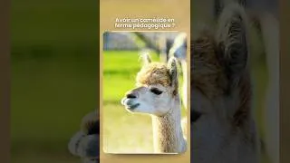Miniature : Des camélidés en ferme pédagogique, une bonne idée ? #camélidé #fermepédagogique
