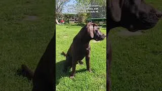 Miniature : Vous trouvez pas vous, que je suis beau ? 🫣😁#labradorretriever #puppy #humour #chien #doglover