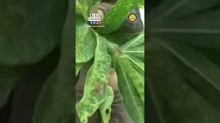 Miniature : virus de la mosaïque du manioc détecté à l’Ouest de la côte d'ivoire .