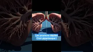 Miniature : Personne ne réalise à quel point nos poumons sont grands #science #cultureg #corpshumain