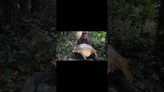 Miniature : carpe de rivière 17+ #carpfishing #fishing #pechecarpe