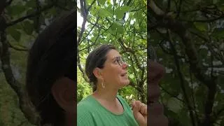 Miniature : Avez-vous testé les feuilles ou du latex du figuiers ? je recherche des recettes fiables ! 😅