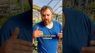 Miniature : Tuteurage des tomates : rien retard ?