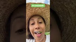 Miniature : La consoude : la plante meurtrière #plantesmedicinales