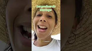 Miniature : Les graines de Moringa #plantesmedicinales