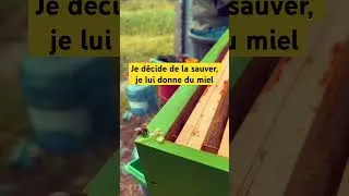 Miniature : Cette abeille 🐝 ne bougeait plus... Regardez ce miracle ! ✨ #apiculture #savelife