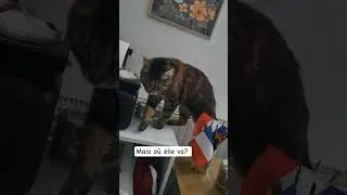 Miniature : 🐱 Quand mon chat décide de surveiller ma broderie ! 🧵💕 #Shorts