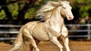Miniature : Chevaux rares du Monde #short