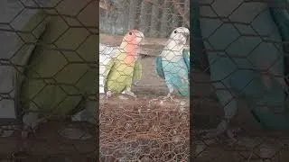 Miniature : #lovebird #parrotlovers #senegal