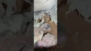 Miniature : Trois bébés perruche ondulée élevées par maman perruche  #birds #parrot #pets #animals