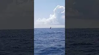 Miniature : Je rencontre une BALEINE en Transat retour ! #baleine #sailinglife #transatlantic